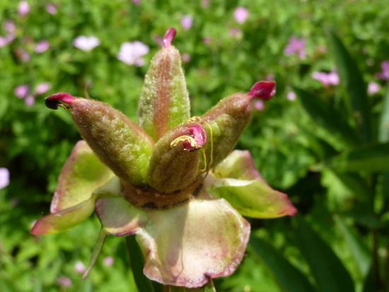 Weihenstephaner Gärten